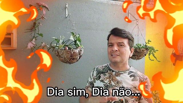 Como CULTIVAR E CUIDAR Do SYNGONIUM | Ricardo Brito