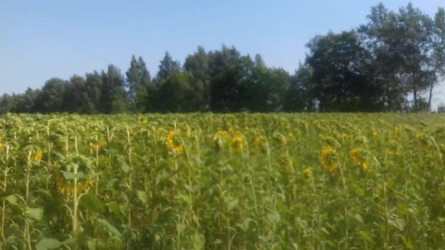 Взяток продолжается, медоносы начала августа 2021 г. смотреть онлайн