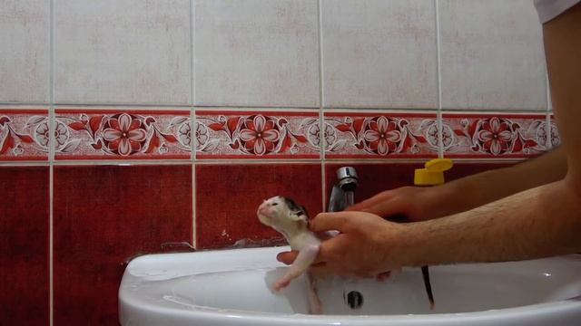 Abandoned homeless kitten - First bath for street kitten смотреть онлайн