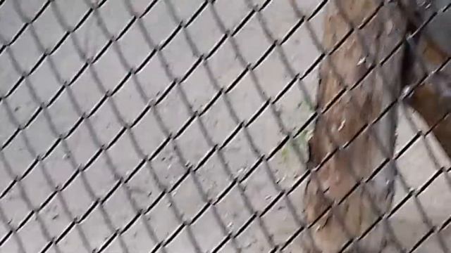 Виверровые кошки смотреть онлайн
