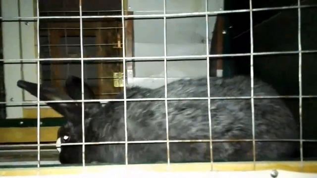 Кролики//Кормление кроликов//кормить сеном или нет?/нужно ли сено кролику?/кормление кроликов. смотреть онлайн