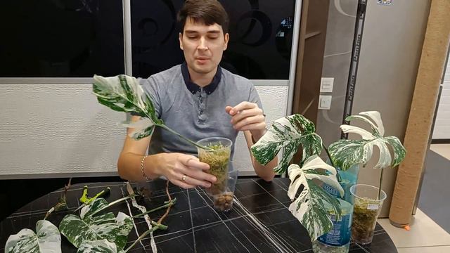 Как черенковать монстеру смотреть онлайн