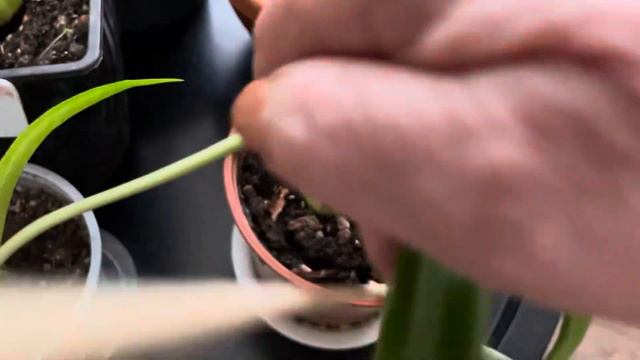 Причина, по которой не цветут гиппеаструмы смотреть онлайн