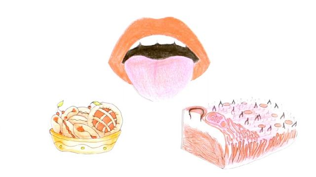 Познавательная анатомия. Язык./Cognitive anatomy. Tongue. смотреть онлайн