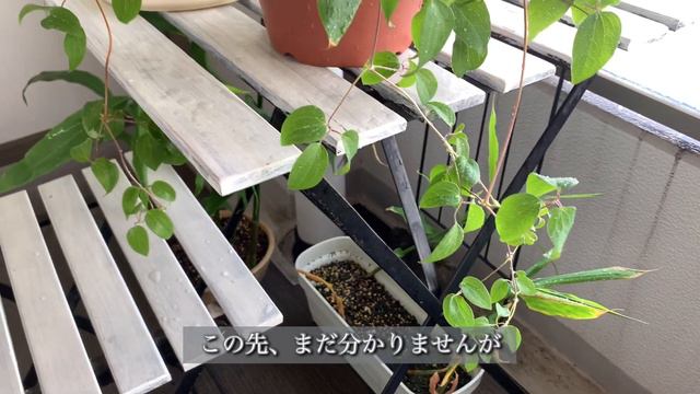 #20 緑生い茂る6月/エゴマの葉で手作りキムチ/クレマチス ハダニ退治大成功/Greeny June / Handmade Kimchi With Perilla Leaves / Clemati