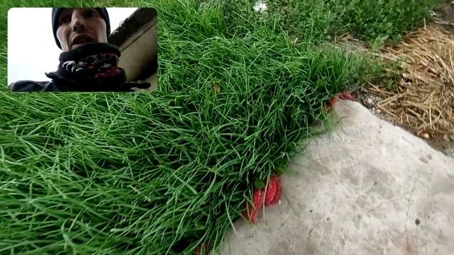 Ідеальна зелена цибуля за 3о днів смотреть онлайн