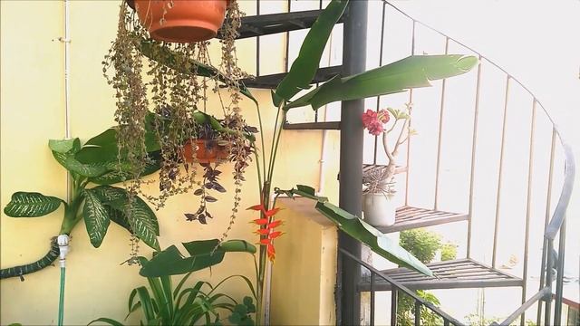 Heliconia 'Bird of Paradise' @ Home смотреть онлайн