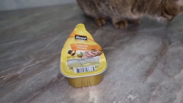 ЧТО ЕСЛИ ДАТЬ ВЫБОР НАШЕЙ КОШКЕ ? 🐱 смотреть онлайн