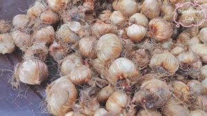 Иксия - южное многолетнее растение. Что любит, где растет, как зимует