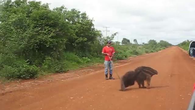 Salvando o Tamanduá do EDU OLOCO ... eduardo tamanduá.AVI смотреть онлайн