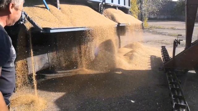 Уборка зерновых культур 2023. Комбайн Акросс 530. Работа ОВС-25. смотреть онлайн