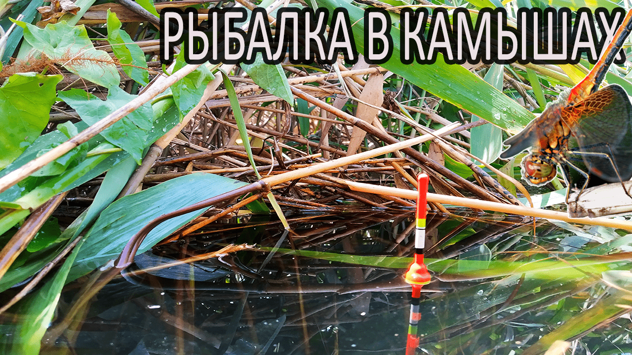 РЫБАЛКА 20 КМ НА ВЕЛО В ОДНУ СТОРОНУ смотреть онлайн