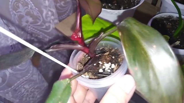 Комнатные цветы .Обзор растений на большом цветочном стеллаже .Март 2021 года. смотреть онлайн