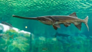 Разведение веслоноса в прудах как бизнес идея | Рыбоводство | Рыба веслонос