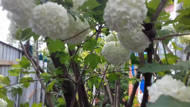 Бульденеж Гутор Галина смотреть онлайн