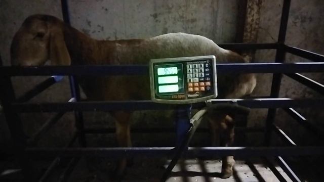 Гиссарский баранчик Грубого типа двойняшка Гадзила завтра будет 8 месяцев, сегодня сделали замеры смотреть онлайн