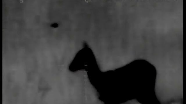 козлы (косули) в тепловизор (fortuna one 6m) - roe deers - 50-100m смотреть онлайн