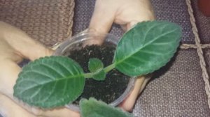 Как размножать глоксинии макушками