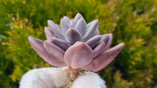 Echeveria Valentine смотреть онлайн