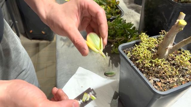 ПРИВИВКА ДРЕВОВИДНЫХ КРАССУЛ. ДЕНЕЖНОЕ ДЕРЕВО МУЛЬТИКОЛОР. ТОЛСТЯНКА CRASSULA OVATA GRAFTING смотреть онлайн