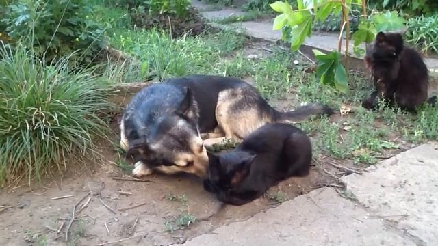 Тузик ищет блох у Васьки. смотреть онлайн