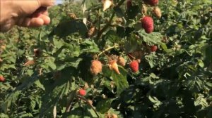 Малина Самохвал сентябрь