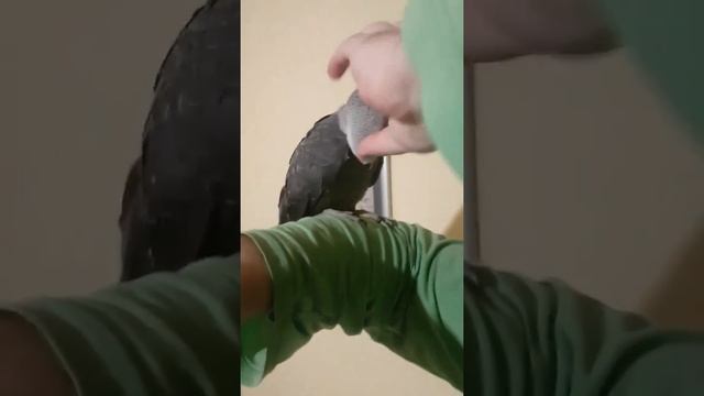 серый попугай самец смотреть онлайн