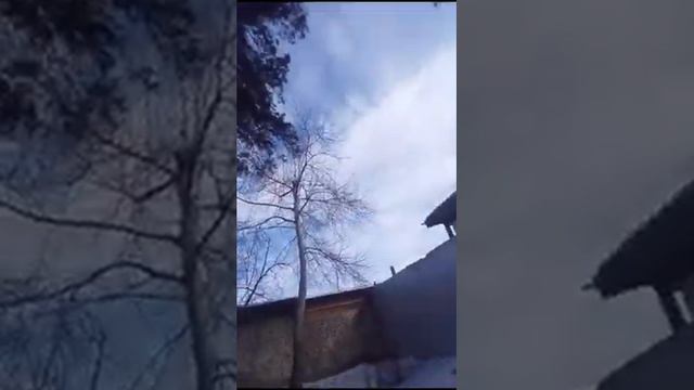 Утро. Наблюдения натуралиста 09. 03. 2020 г.