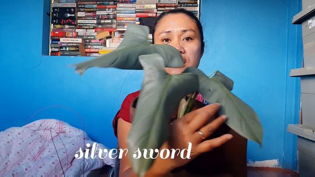 SILVER SWORD AND BRASIL/HEART LEAF PHILODENDRON смотреть онлайн