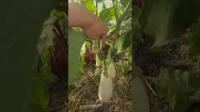 Строительные Лабиринты