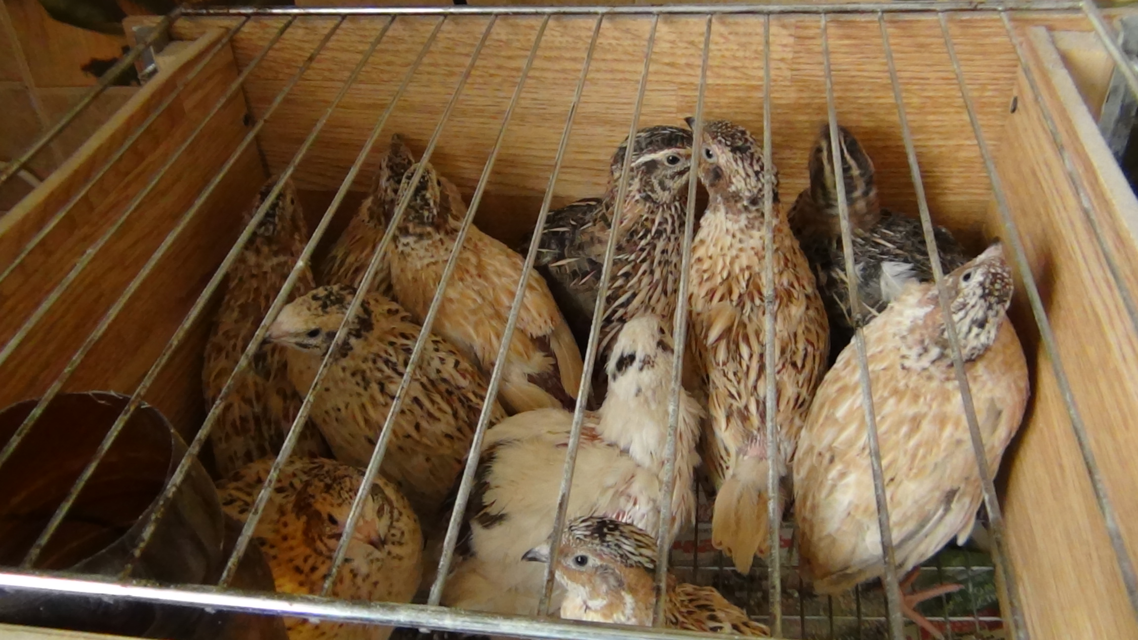 Клетка для перепелов