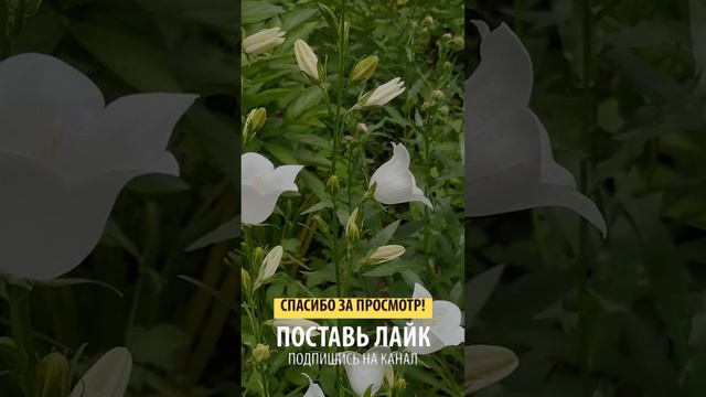 Да смотреть онлайн