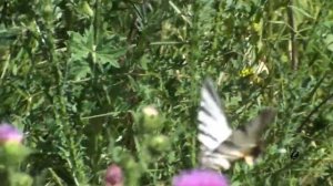 1.1. Настрой Сытина: "РАДОСТЬ ЖИЗНИ". Читает автор метода Г.Н. Сытин.