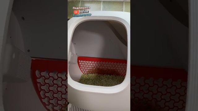 РОСПАКОУКА ЕЛЕКТРОННОГО КОШАЧЬЕГО ТОЛКАНА | ZUBAREFFF | Зубарев @zubarefff