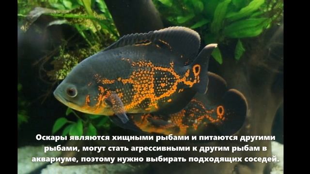 10 самых Хищных аквариумных рыб на Планете смотреть онлайн