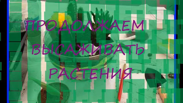 Как я делала флорариум смотреть онлайн
