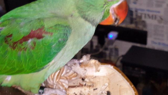 АЛЕКСАНДРИЙСКИЙ ПОПУГАЙ ГОВОРИТ смотреть онлайн