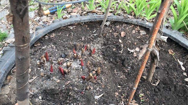 Первое цветение в Сибири. Первые всходы редиса. Открываем цветы смотреть онлайн