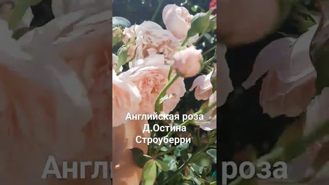 Английская роза Д.Остина Строуберри Хилл смотреть онлайн