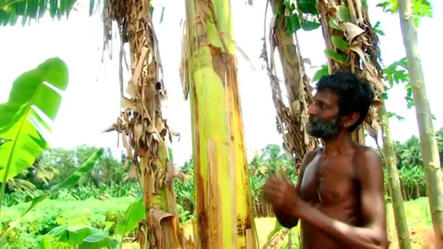 CTCRI developed bio pesticides from tapioca leaf смотреть онлайн