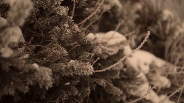 Как легко, дешево и быстро вырастить живую изгородь? смотреть онлайн