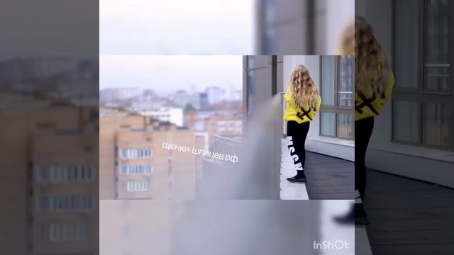 Видео-отзыв от Снежаны и дочери Марии. Щенки шпицев. смотреть онлайн