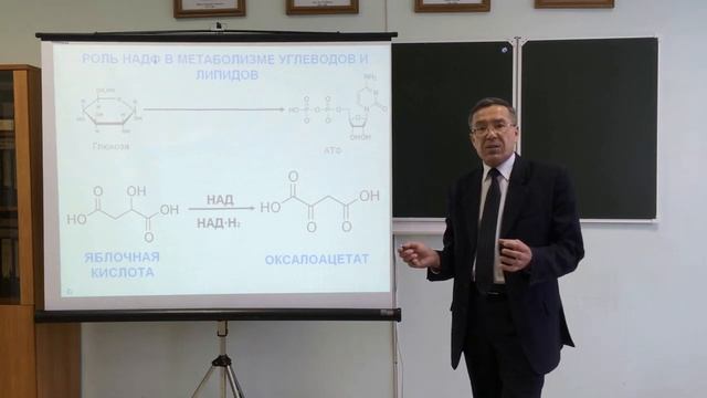 «Пищевая ценность белков. Полноценное питание и характеристика отдельных диет» смотреть онлайн