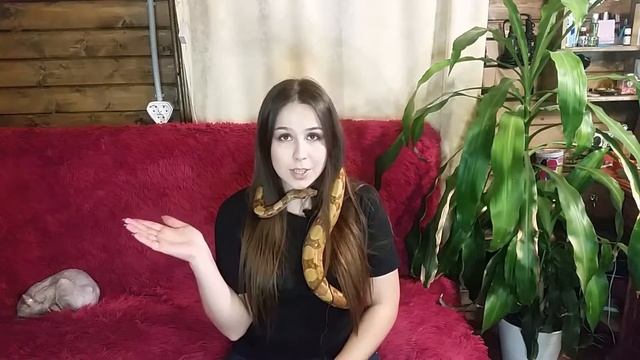 Как и где купить змею! смотреть онлайн