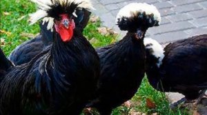 Разведение Голландской белохохлой породы кур как бизнес идея | Голландские белохохлые куры
