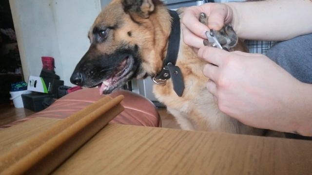 Стрижка ногтей Изи. Немецкая овчарка смотреть онлайн