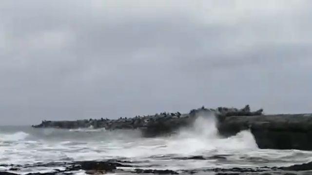 СИВУЧИ. НЕВЕЛЬСК. САХАЛИН. смотреть онлайн