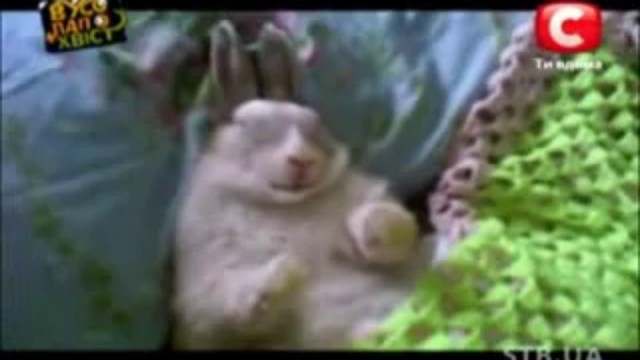 забавные животные.flv смотреть онлайн