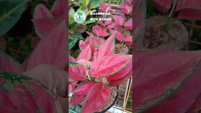 Aglaonema Red Venus