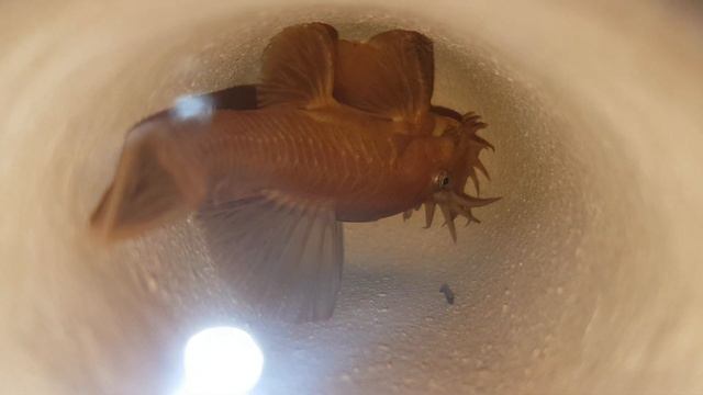 Анциструс SUPER RED с мальками